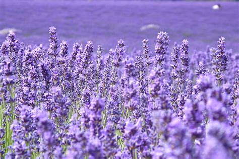 free pictures of lavender.